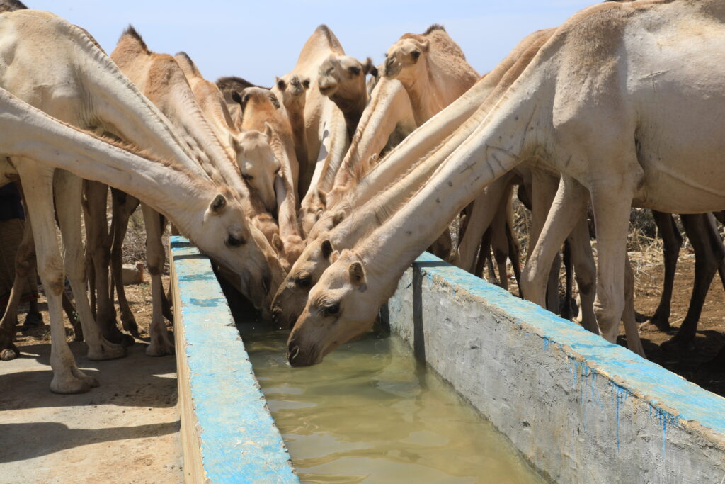 New Livestock Water Troughs Delivered to Pastoral Communities
